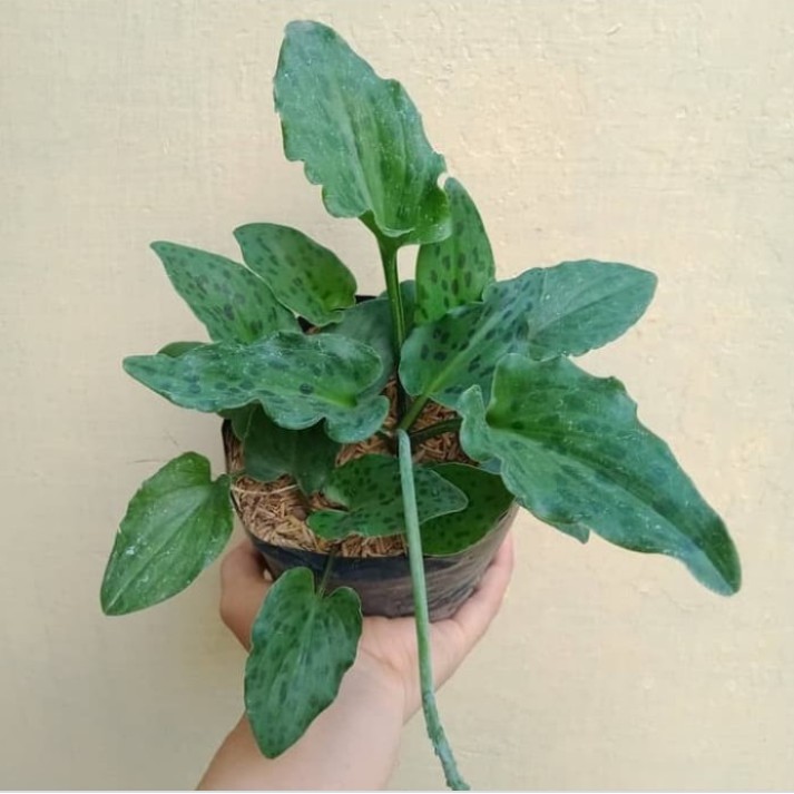 Tanaman Hias / Bakung Katak / Keladi Katak