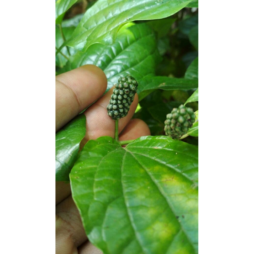 Bibit Cabe Kebun