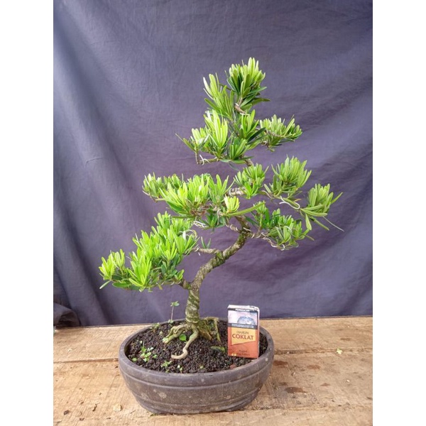 bonsai jadi (lohansung Taiwan/kapsul.)