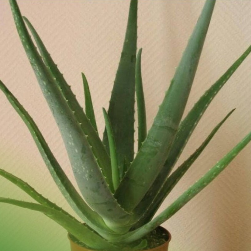 Bibit Tanaman Lidah Buaya JUMBO PONTIANAK