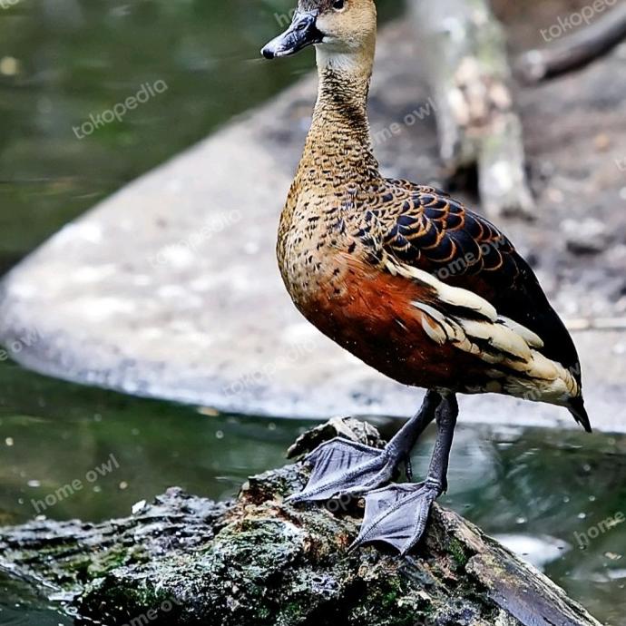 

(BISA COD) BELIBIS blibis burung belibis burung hias aviary