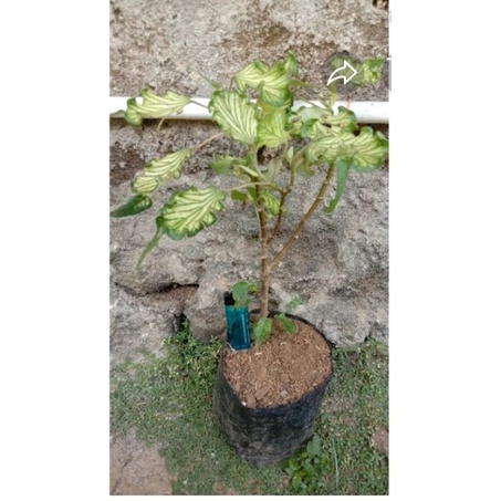 bibit bonsai waru wayang