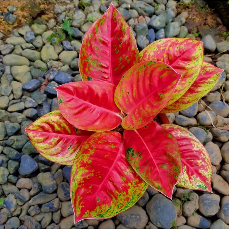 Aglonema Mahasety / Bunga Aglonema Mahasety / Tanaman Hias Aglonema Mahasety / Tanaman Hidup Aglomem