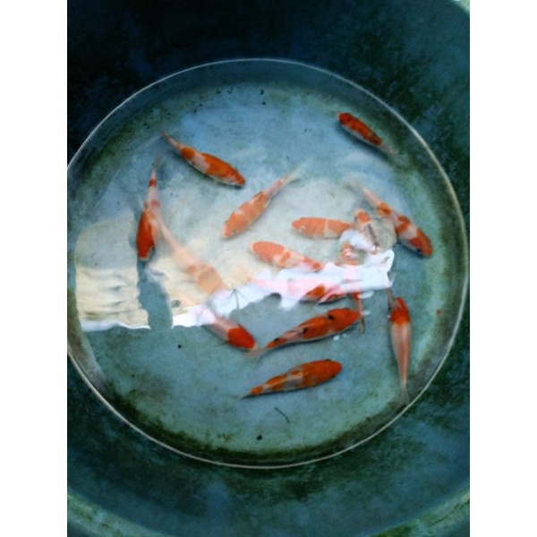 

Paket Sale isi 15 ekor Ikan koi ukuran 12 s.d 13cm sehat dan rakus makan
