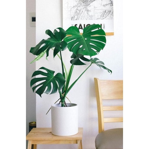 TANAMAN HIAS MONSTERA DELICIOUSA - PHILODENDRON MONSTERA TANAMAN HIAS INDOOR