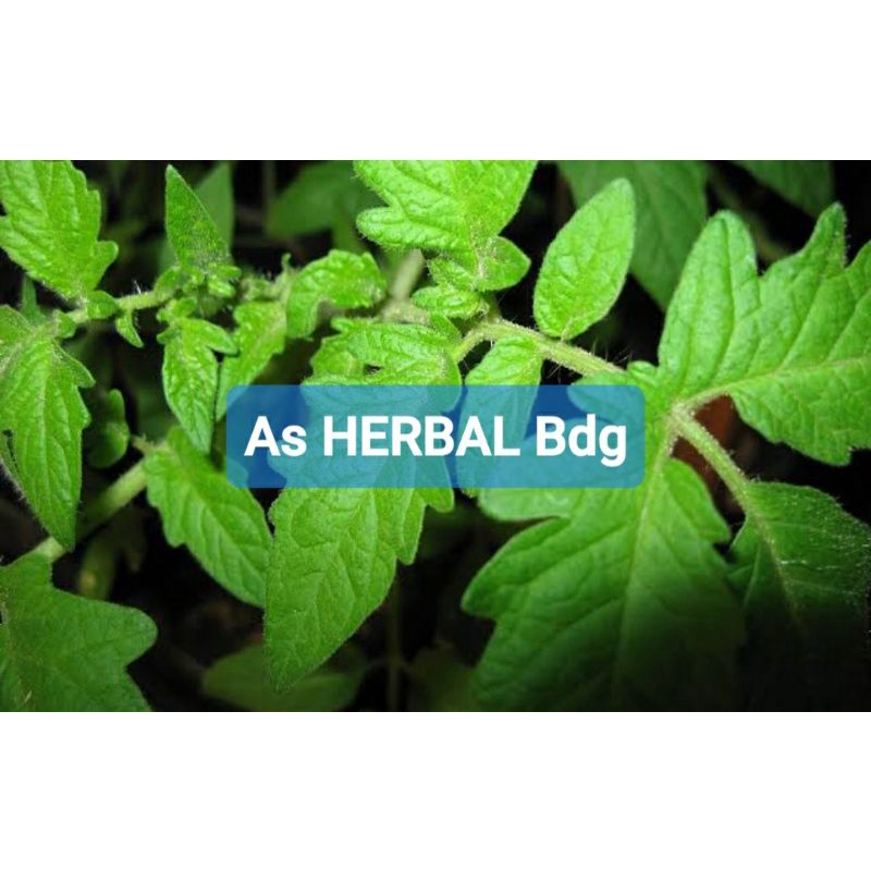 

Daun tomat segar 500 gram petik langsung-az