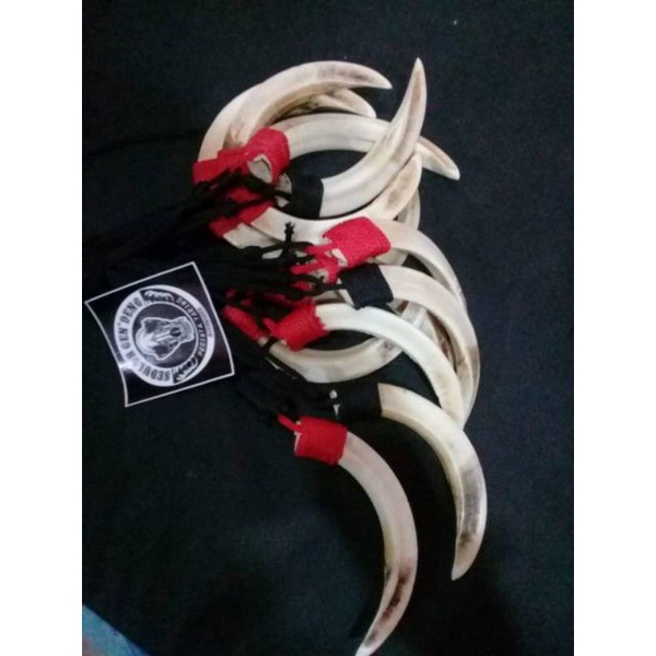 KALUNG Taring babi Asli