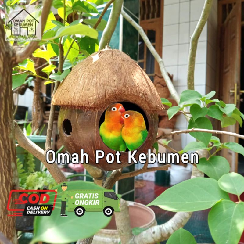 GLODOK BURUNG BATOK KELAPA LOVEBIRD