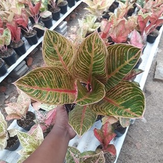  Aglonema  Kresna  Golden Tanaman Hias Aglaonema  Shopee 