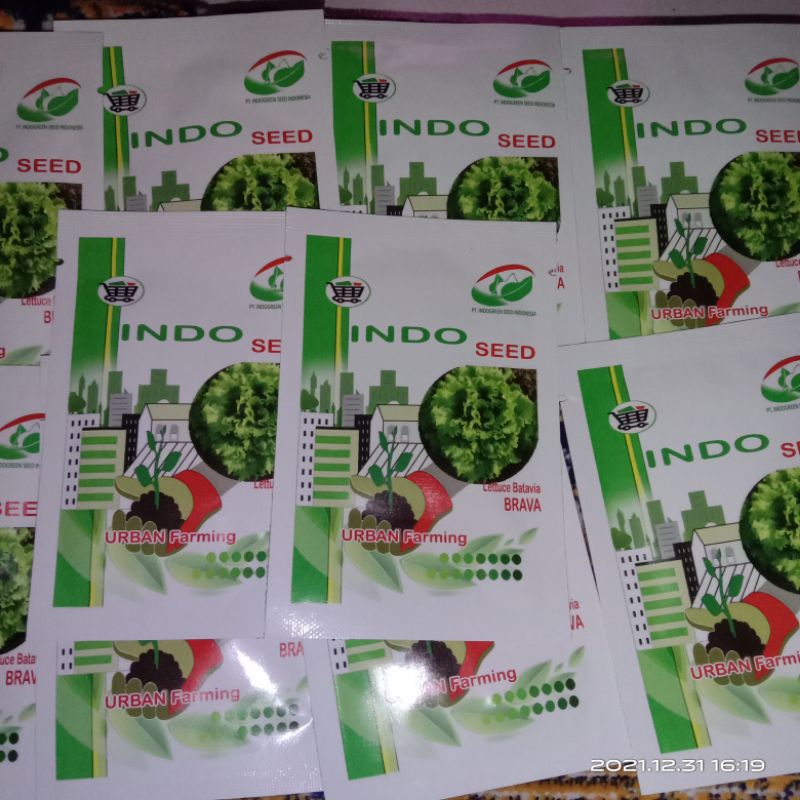Benih selada Batavia Brava indo seed