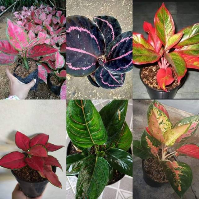 

Bunga aglonema paket 6jenis aglonema