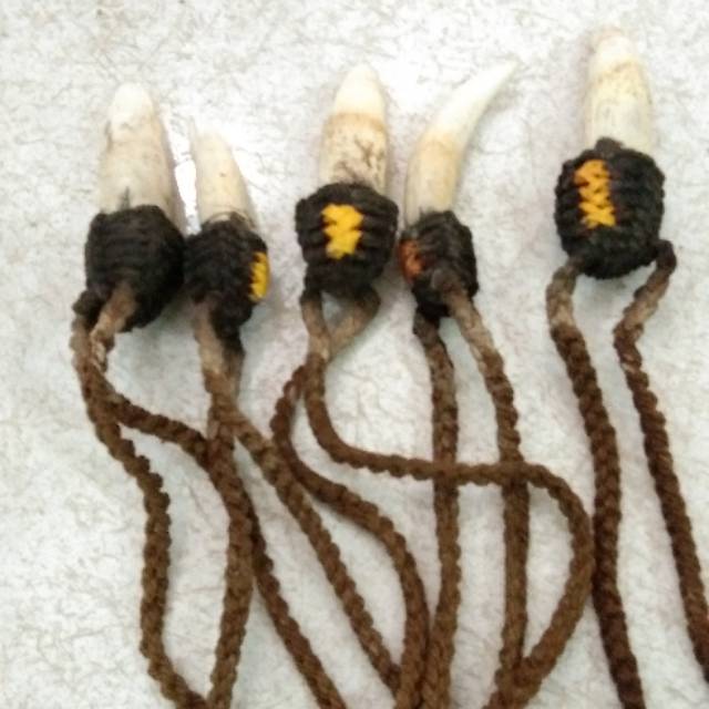 Kalung Taring Buaya