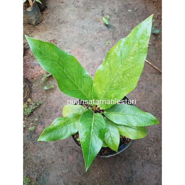 Tanaman Hias Anthurium Jemani kol