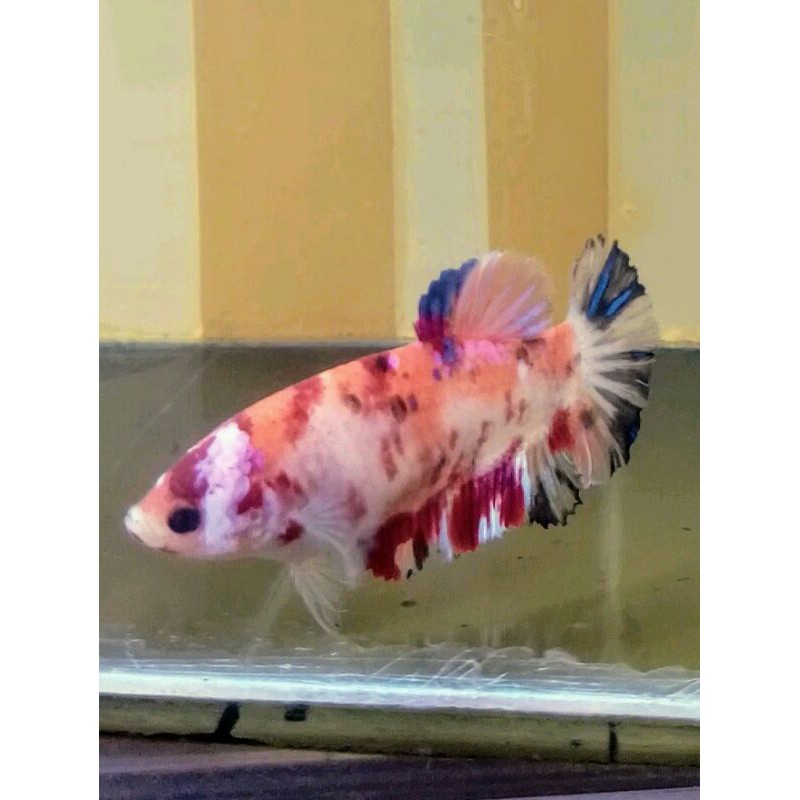 ikan cupang plakat nemo multi betina sesuai foto real pict