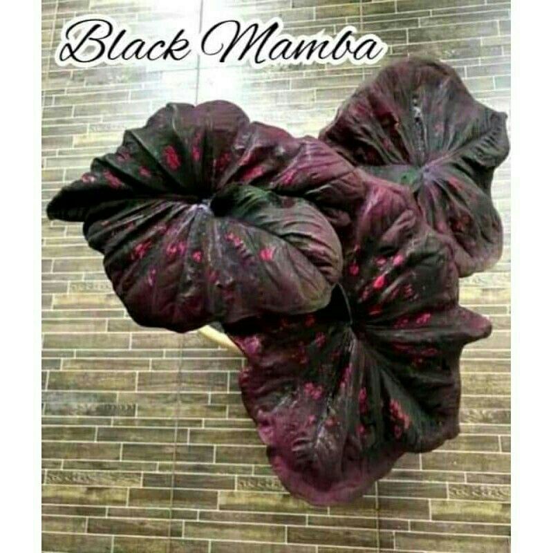 PROMO tanaman hias umbi caladium black mamba keladi hias