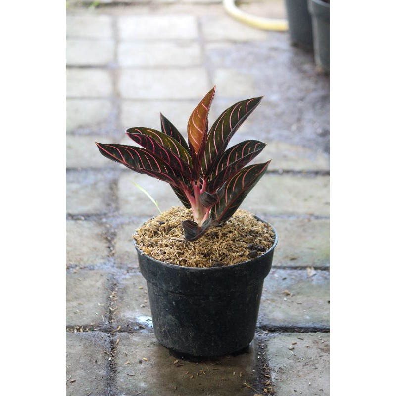 Aglonema Red Sumatra / Pride Sumatra