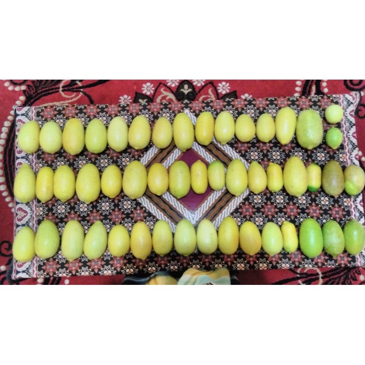 

Buah Lemon Impor / Lemon Brazil / Lemon Tea Seedless Jumbo