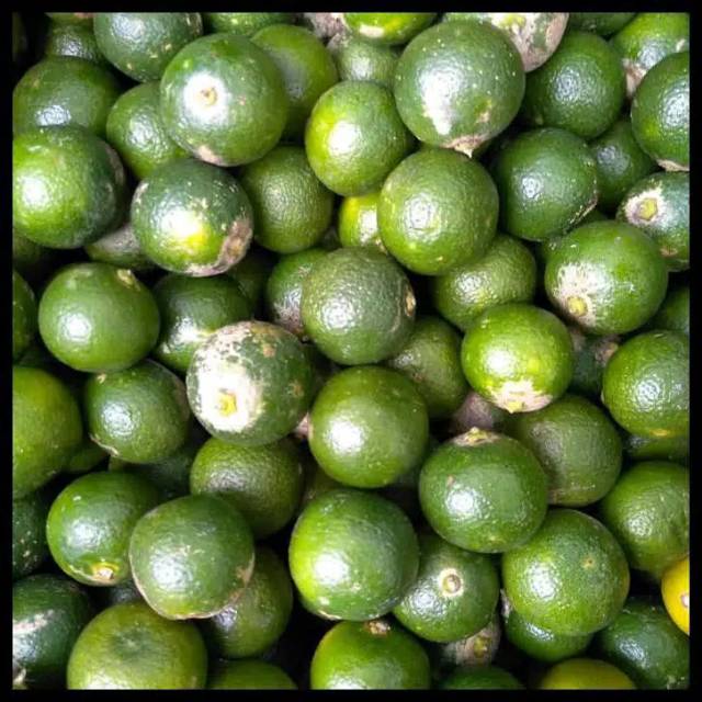 

Jeruk Asam Sonkit / Jeruk Kunci / Lemon Cui 500 gram