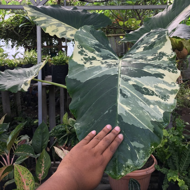 Sente Talas Variegata Jumbo Tanaman Hias Shopee Indonesia