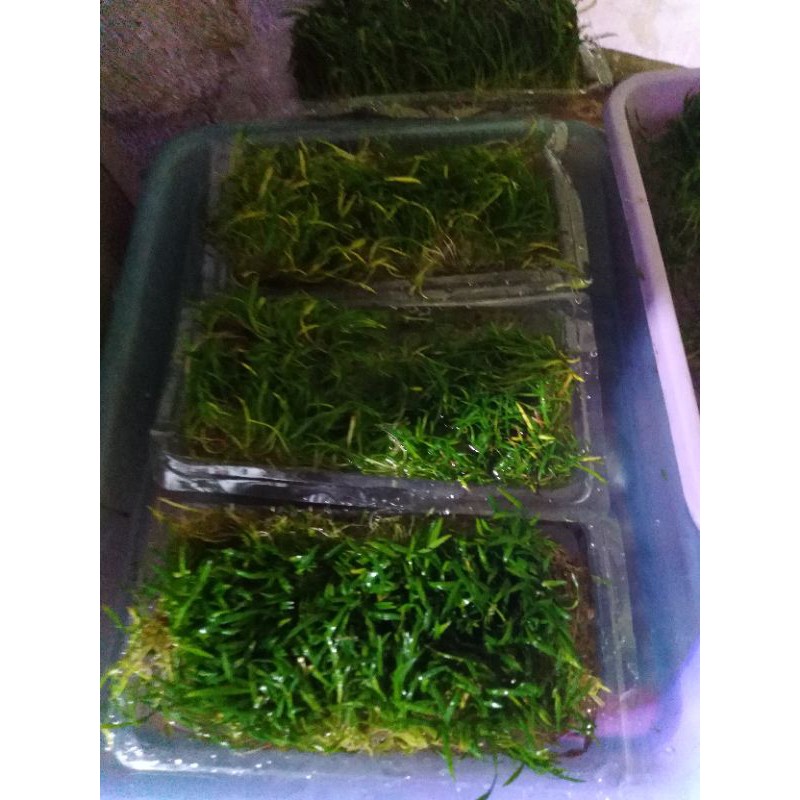 liliovsis uk mika 8x15