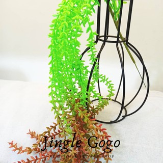 Daun Gantung Succulent Lee Kuan Yew Rambat Plastik Bunga Daun Gantung Succulent Lee Kuan Yew Rambat Plastik Bunga