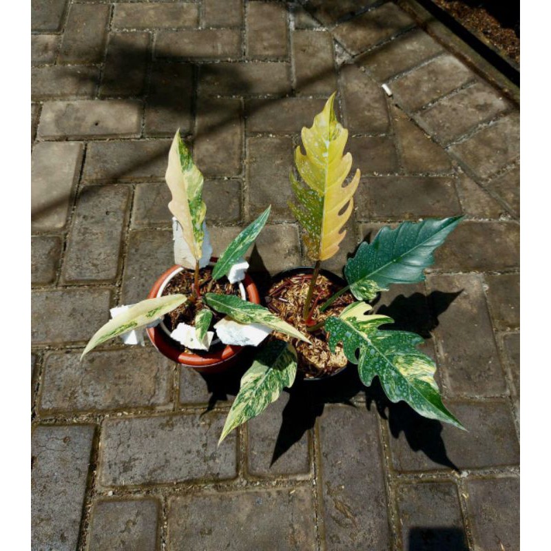 caramel marble variegata / philo caramel marble variegata