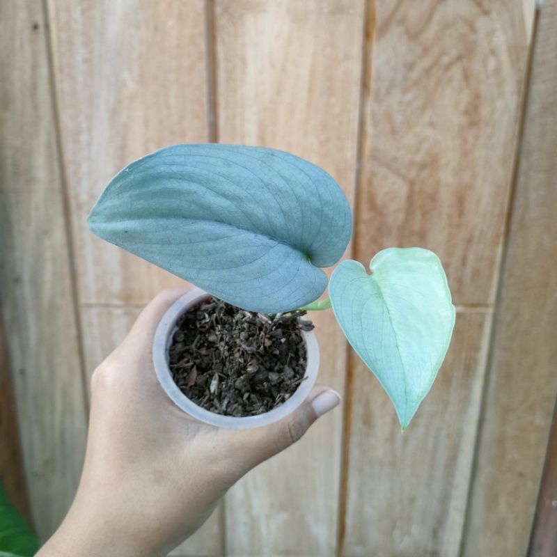 Tanaman hias Scindapsus Pictus Silver Hero