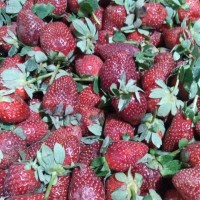 

Strawberry 1 kilo