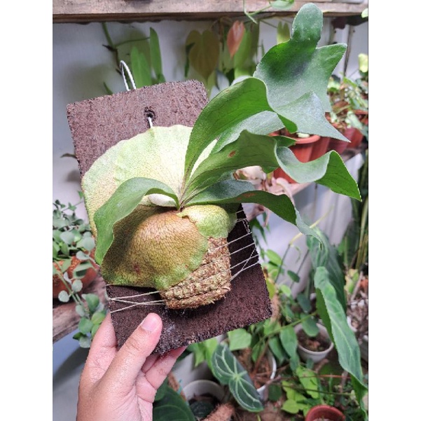 Platycerium Hilli RAWATAN siap pajang