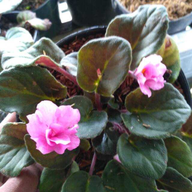african violet warna pink