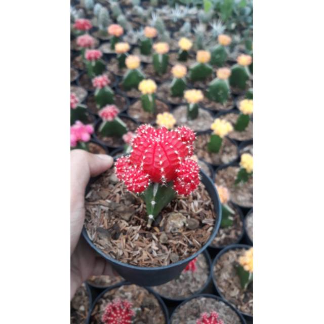 Kaktus // Gymno Red Import