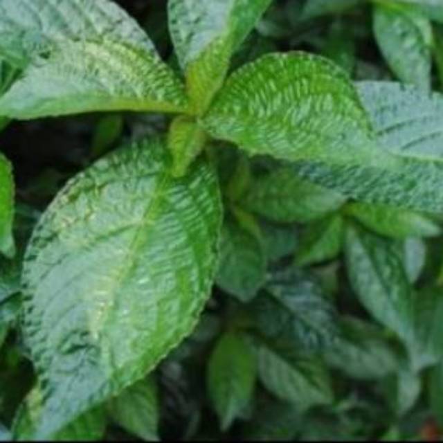 

Daun keji beling fresh 500 gram
