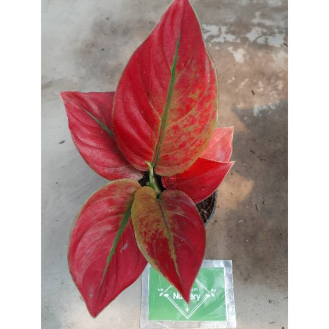 TANAMAN HIAS AGLAONEMA / AGLONEMA AYUNINDI MURMER STANDART REMAJA