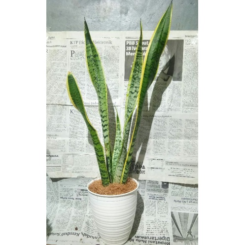 Tanaman hias sansevieria trifasciata + pot | tanaman lidah mertua | include pot dan media tanam