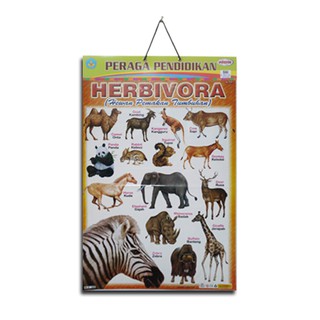 54 Gambar Hewan Pemakan Tumbuhan Herbivora Terbaru