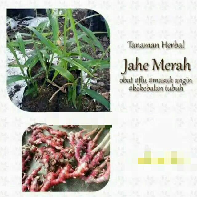 Bibit jahe merah siap tanam
