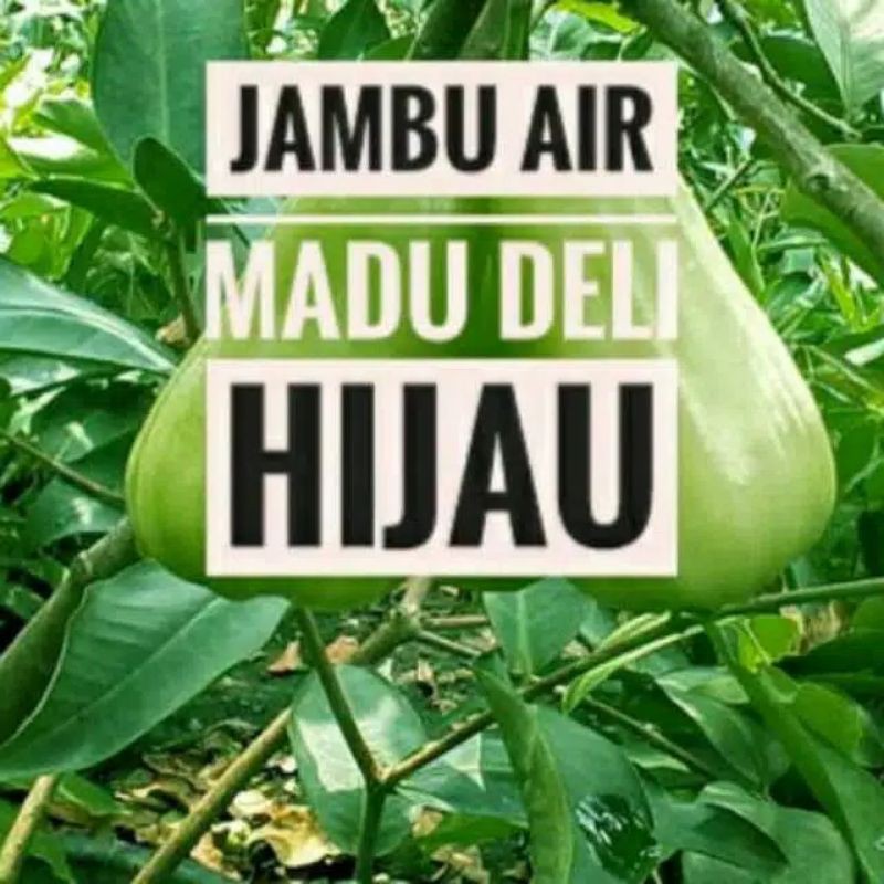Bibit jambu air madu deli hijau