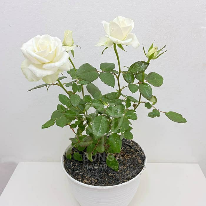 Bibit Mawar Holland White Avalanche (kembang hiasan)