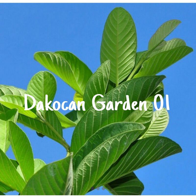 

Daun Jambu Segar Kemasan 500gr Murah