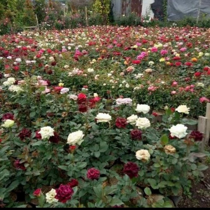 bibit bunga mawar pink import