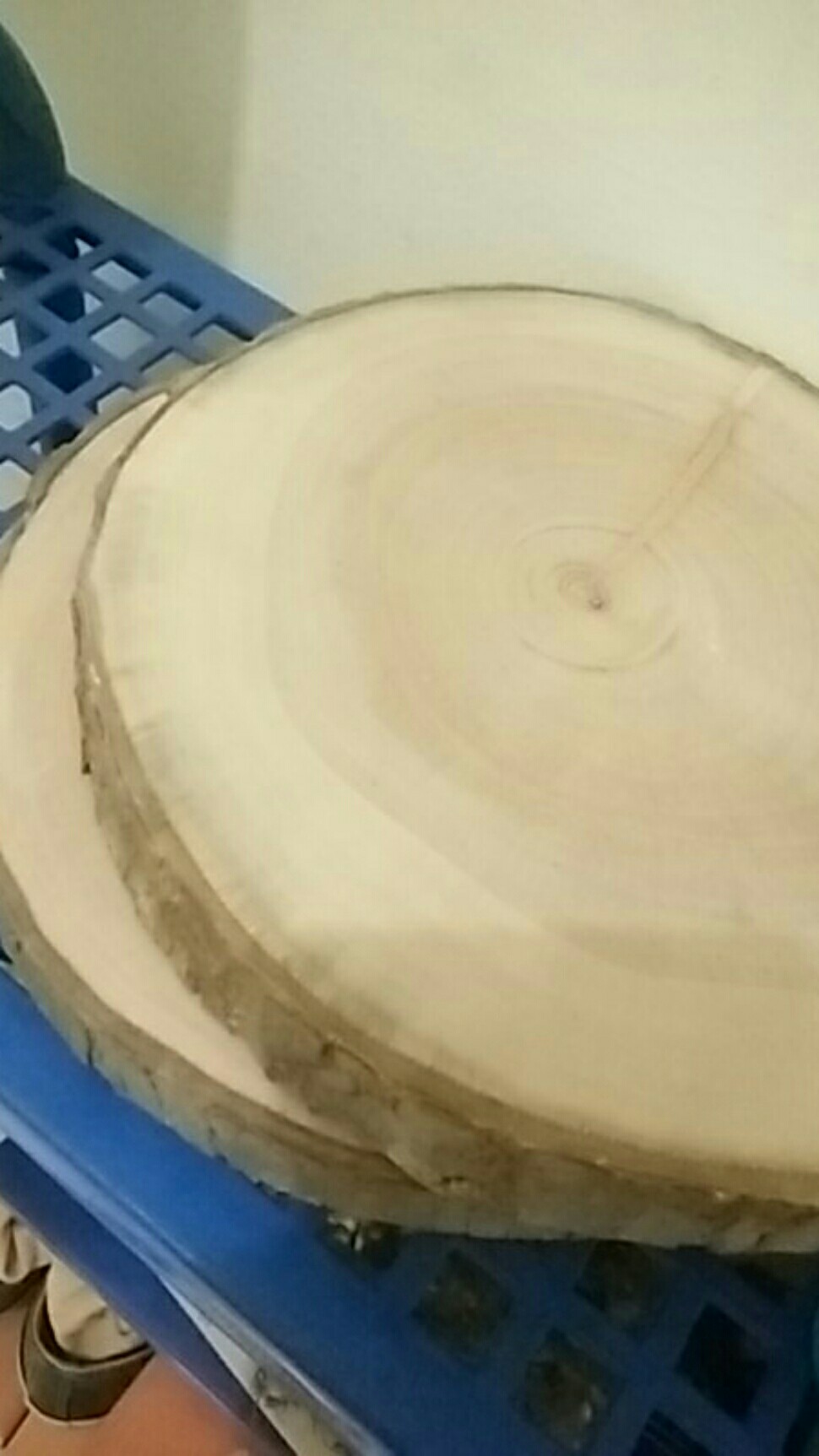 Wood Slice Tree Slice 19-20 Cm Dekorasi Pernikahan Rustic Talenan Tray