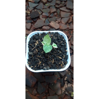 Anthorium Hookeri Pink Polkadot