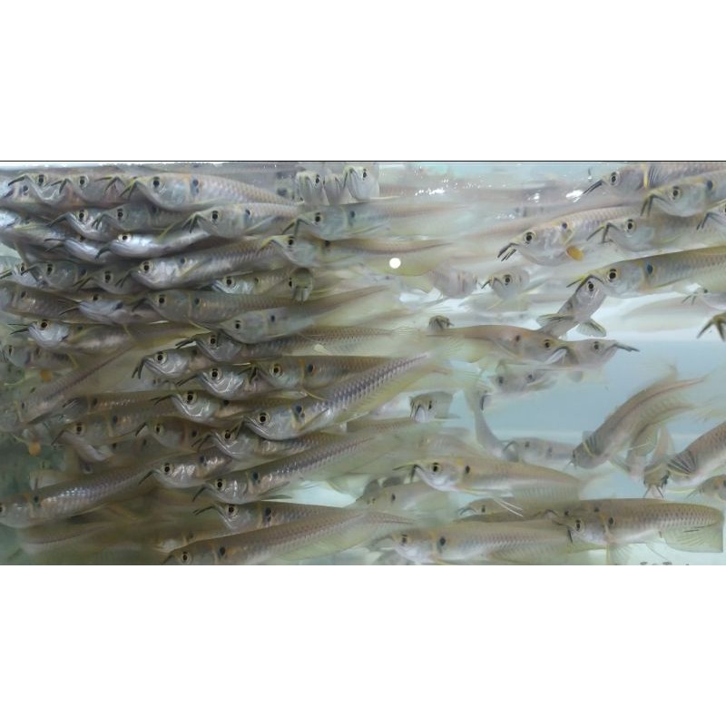 ikan arwana silver brazil / silver red UK 6-8cm