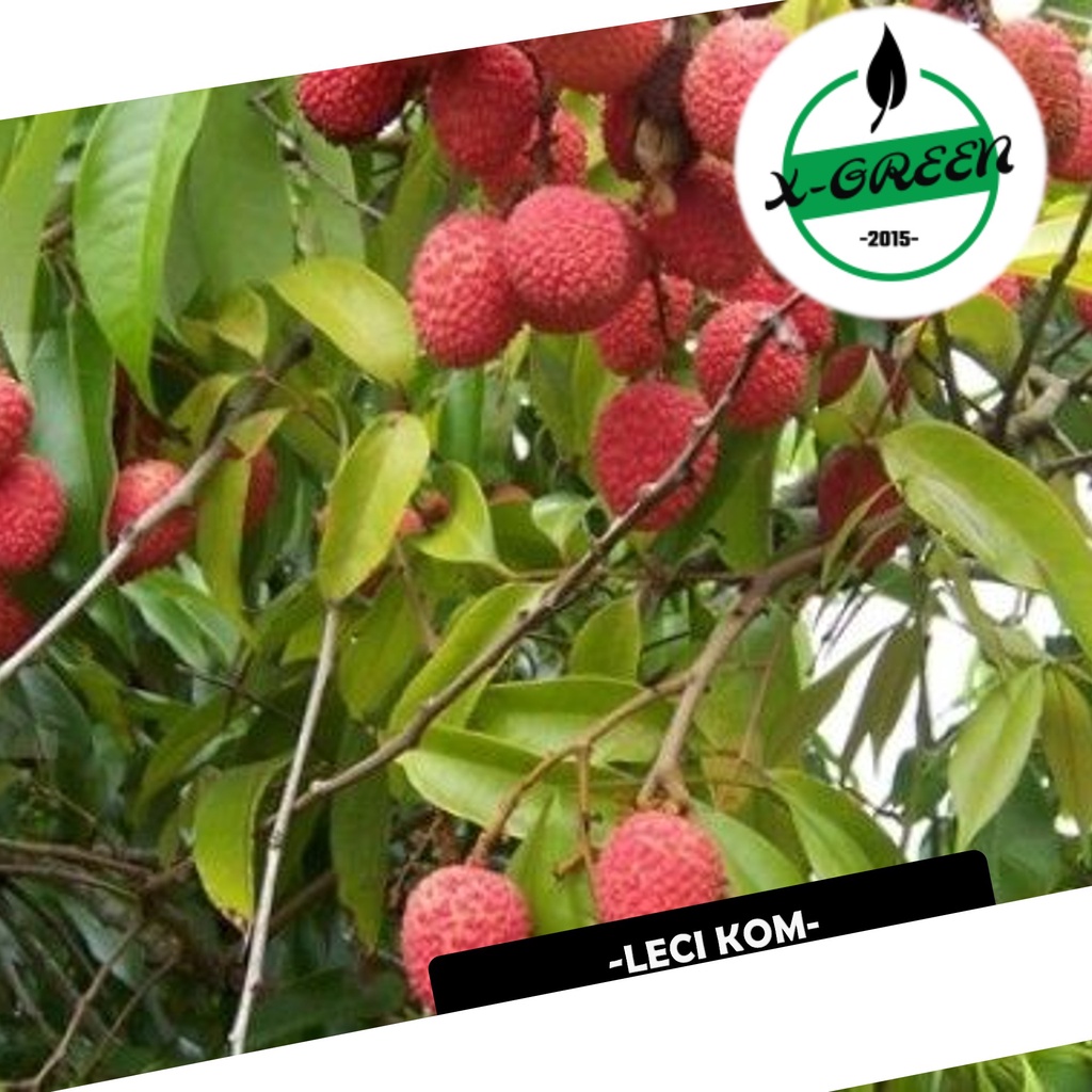 Pohon Leci Kom, Leci Merah - (X-Green)