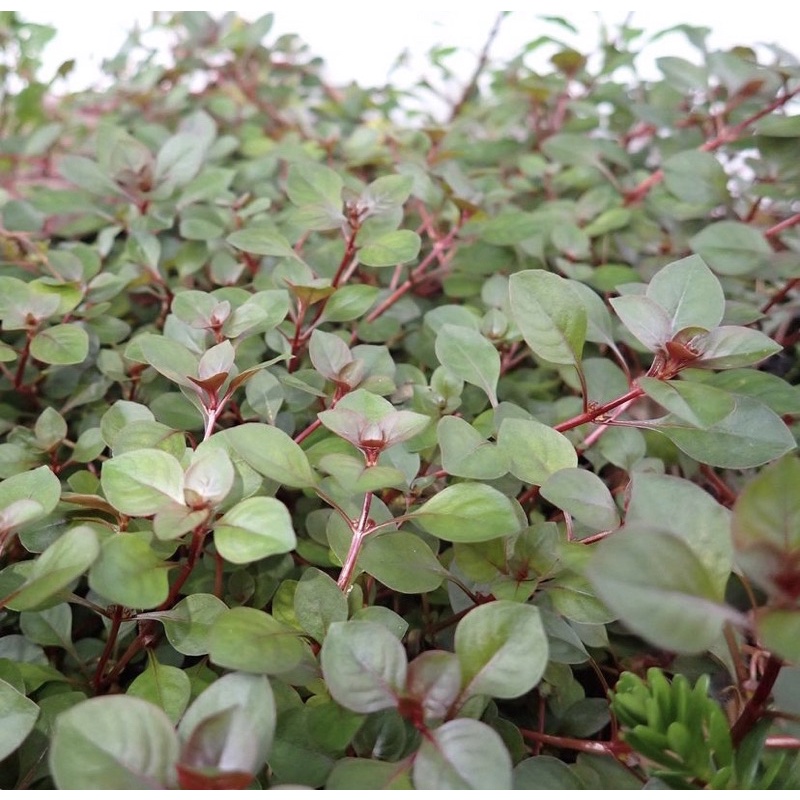Ludwigia sp red mini - Tanaman Aquascape Tumbuhan Air Hidup Hiasan Dekorasi Pohon Aquarium