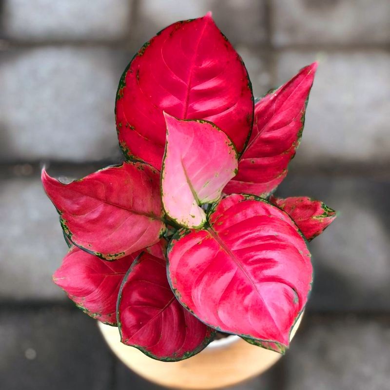 AGLONEMA RED ANJAMANI REMAJA | BUNGA AGLONEMA AGLAONEMA SUPER RED ANJAMANI REMAJA MENOR