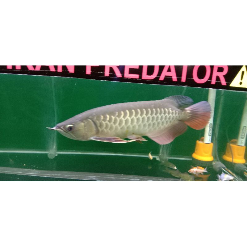 AROWANA GOLDEN RED HB
