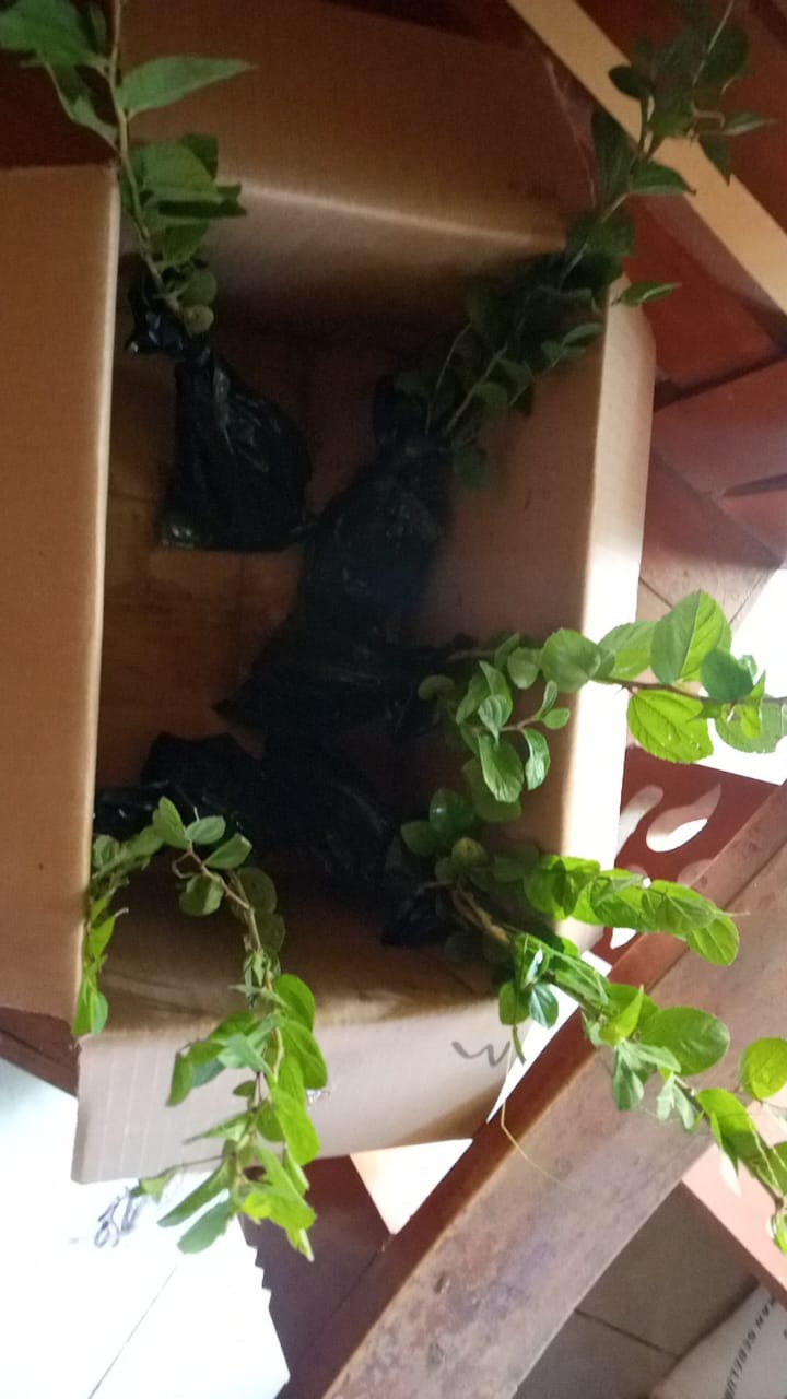 Murah Bibit Pohon Bidara Arab Unggul