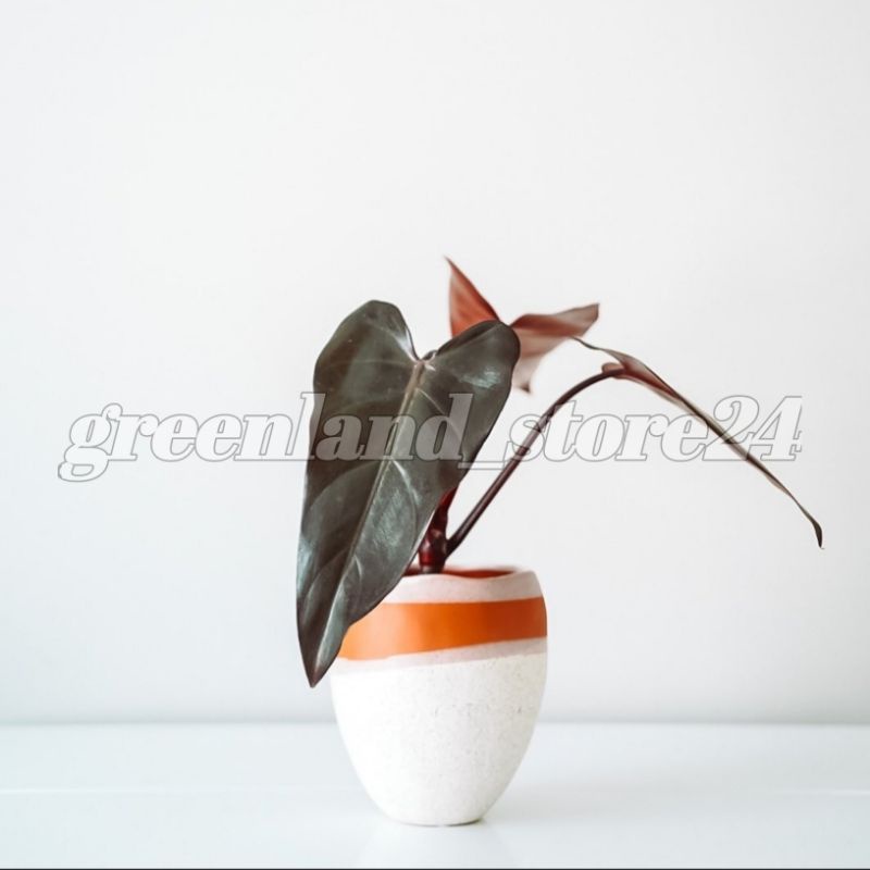 philodendron dark lord - philodendron - dark lord - tanaman philodendron - Philo dark lord