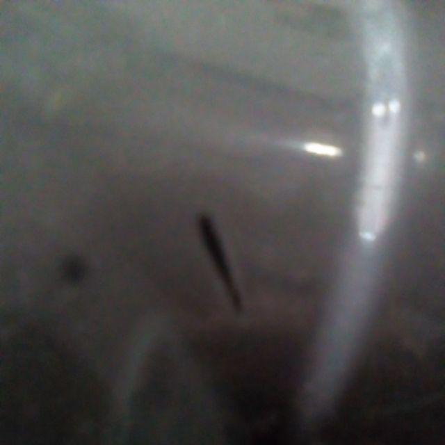 Tee 1.1/4 Inchi Trilliun - T Cabang Tiga Sambungan Paralon Pipa Pvc